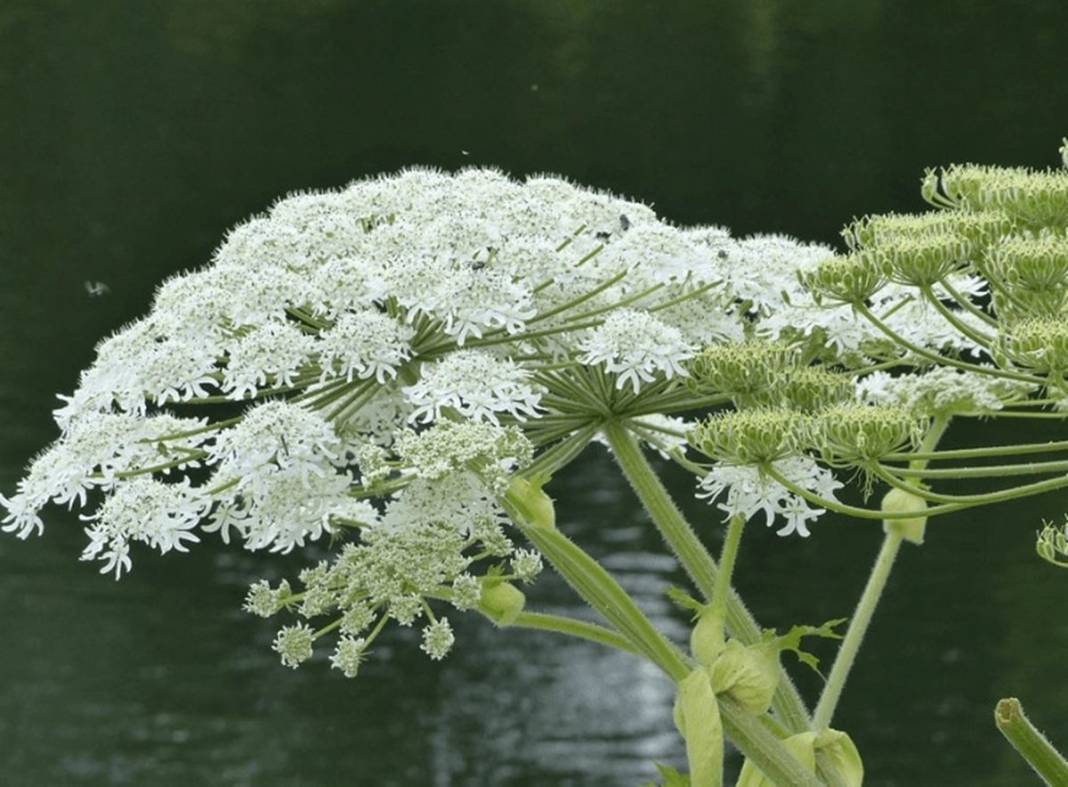 Bu otun sadece yanından geçti, hayatı karardı! Bir ömür onunla yaşayacak, kabus gibi 4